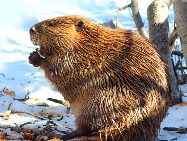 Beaver Removal Cincinnati OH