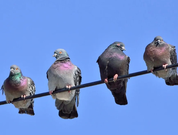 bird control fresno