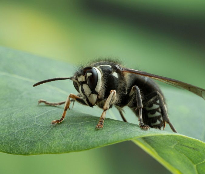 Cincinnati bald-faced hornet nest removal
