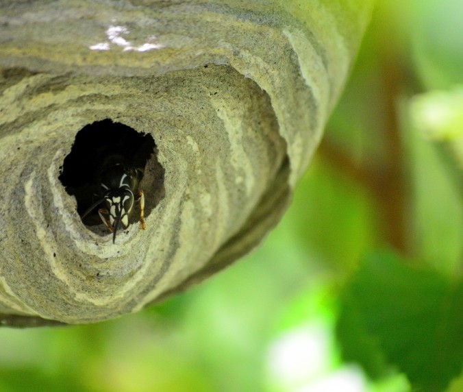 Gray paper bald-faced hornet nest on Cincinnati property