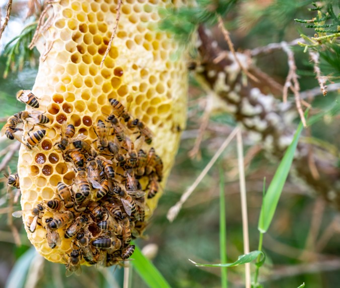 Honeybee colony extraction and removal in Cincinnati
