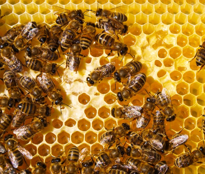 Structural honeybee colony removal and hive extraction in Cincinnati