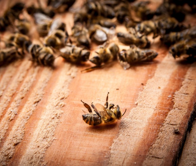 Stinging insect removal in Cincinnati
