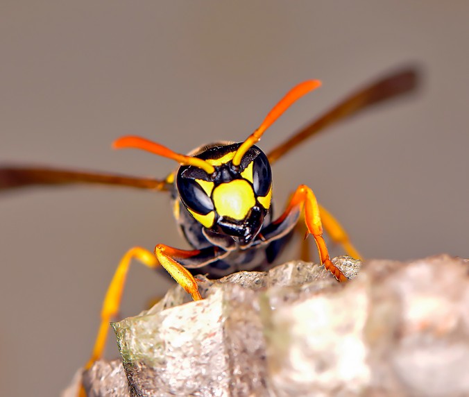 Stinging insect nest treatment and removal in Cincinnati