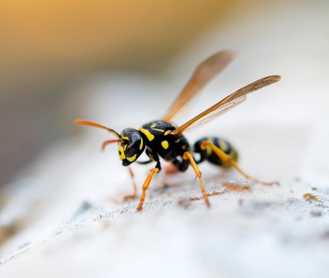 Cincinnati yellow jacket nest removal