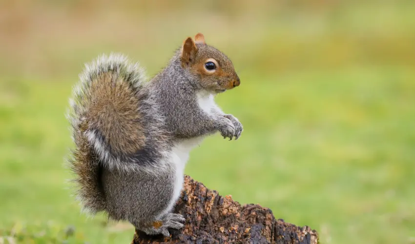 Squirrel Perched on Stump