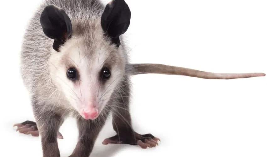 Animal Emergency: What Should I Do If Was Bit by an Opossum?