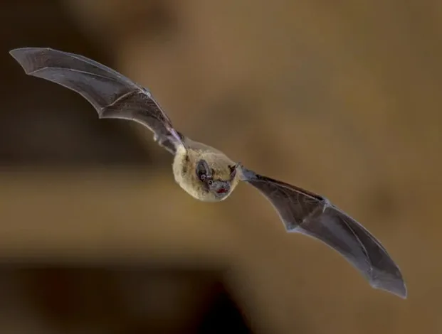 Bat Infestation