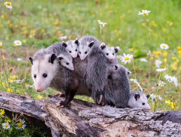 Animal in Attic Removal Services