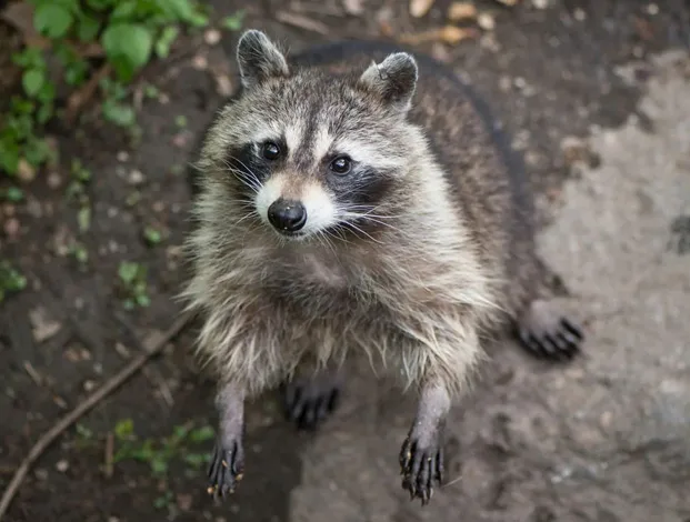 Raccoon Removal