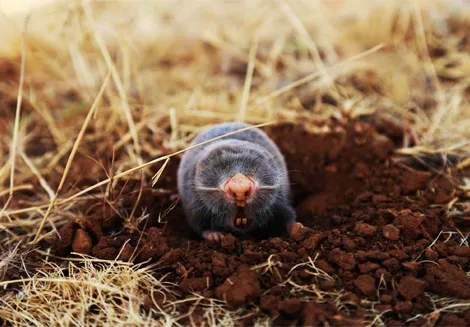 Mole