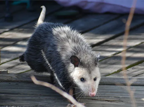Opossum