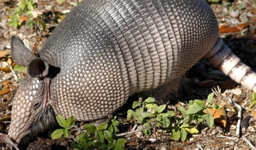 Animal Removal: Diseases Armadillos Carry