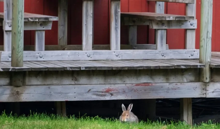 Animal Removal: How Do You Get Rid of Animals Under Your House?