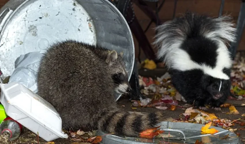 Animal Remover Tips on Preventing Critters From Rummaging Through Your Trash This Winter