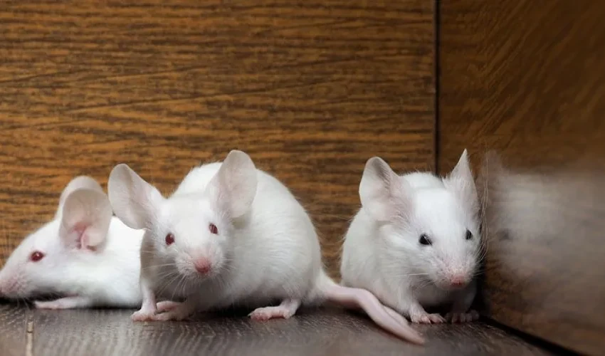 Animal Remover Busts the Myth of Mice and Eyesight