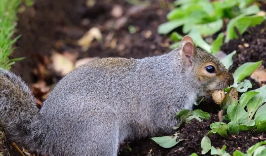Animal Remover Discusses the Ecological Importance of Squirrels