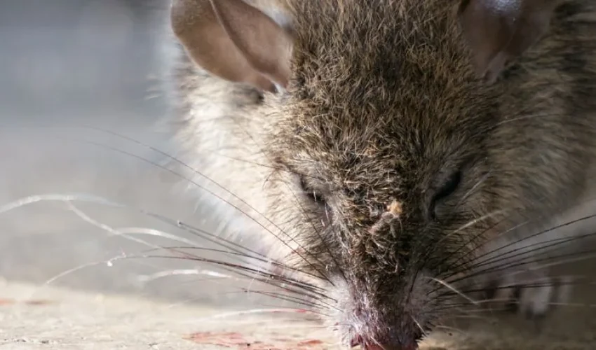 Animal Remover: Should I Use Rat Poison?
