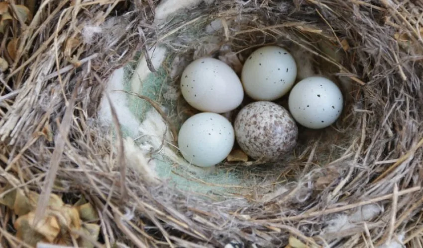 Animal Remover: When Can You Remove Birds’ Nests?