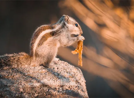 Squirrel