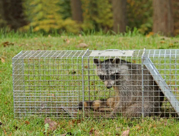 Animal Trapping