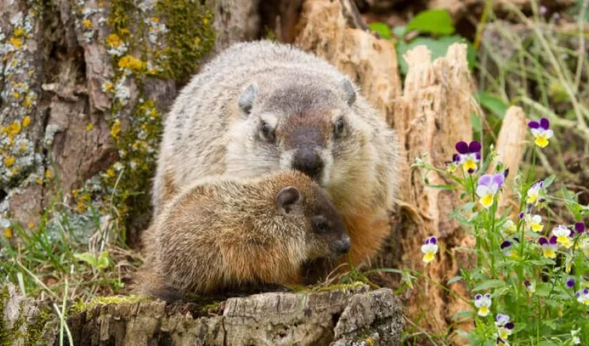 Are Groundhogs and Their Babies Overtaking Your Yard? 10 Facts About Groundhogs and How to Get Rid of Them From Animal Remover