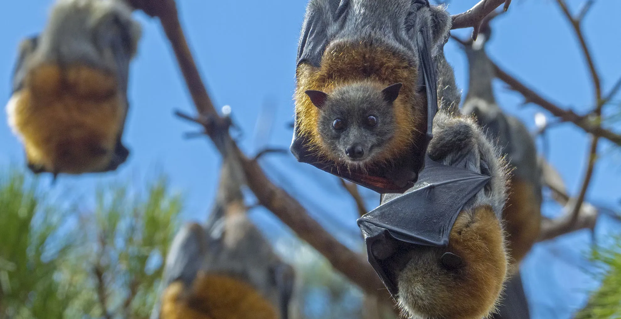 Bat Removal Services Beavercreek, OH