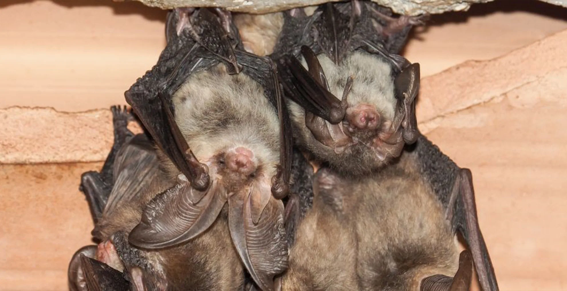Bat Removal Cincinnati, OH