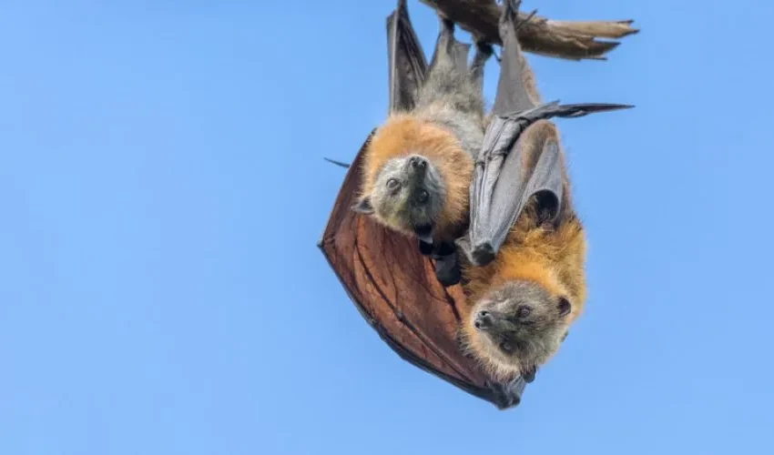 Bat Removal: How Bats Raise Their Young