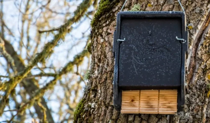 Bat Removal: How Our Bat Houses Work