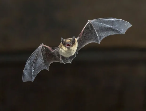 Bat Removal Services