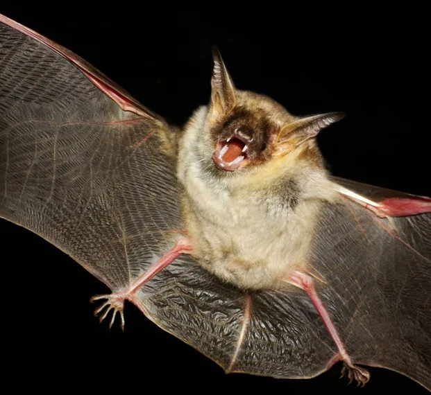 Our Bat Exclusion and Cleanup Process