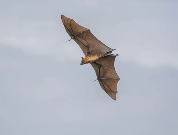 Remove Bat Guano