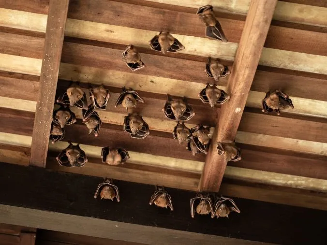Why Bat Removal is Critical in Cincinnati