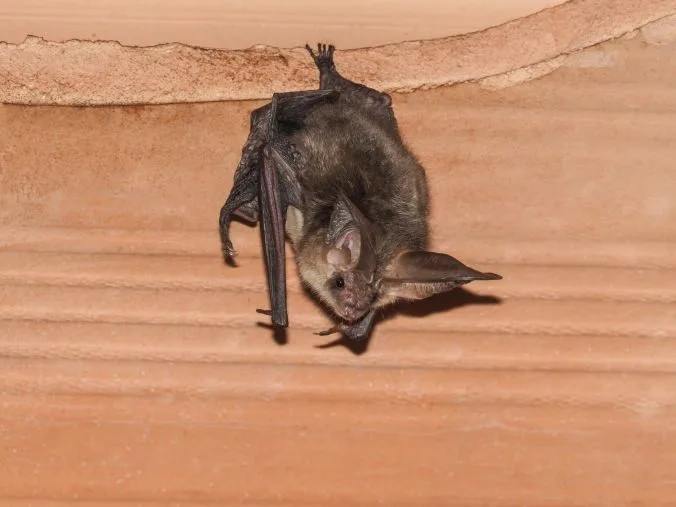 Comprehensive Bat Removal Services in Cincinnati