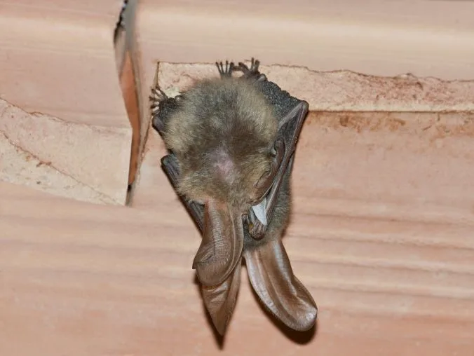 Comprehensive Bat Removal Services in Cincinnati