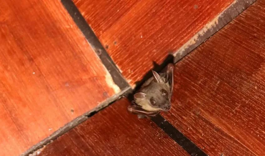 Bat Removal: Where Do Bats Like To Hide?