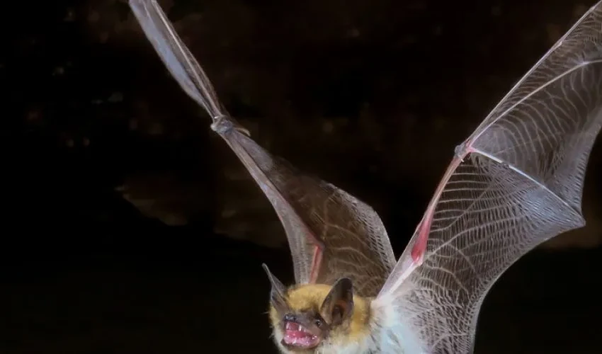 Bat Removal: Why Do Bats Keep Coming to My House?
