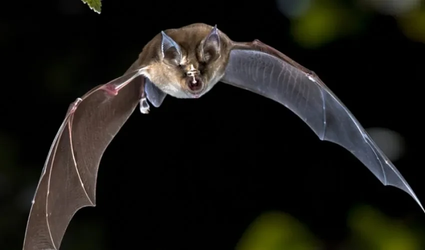 Bats in the Attic? Why DIY Bat Removal Methods Don’t Work