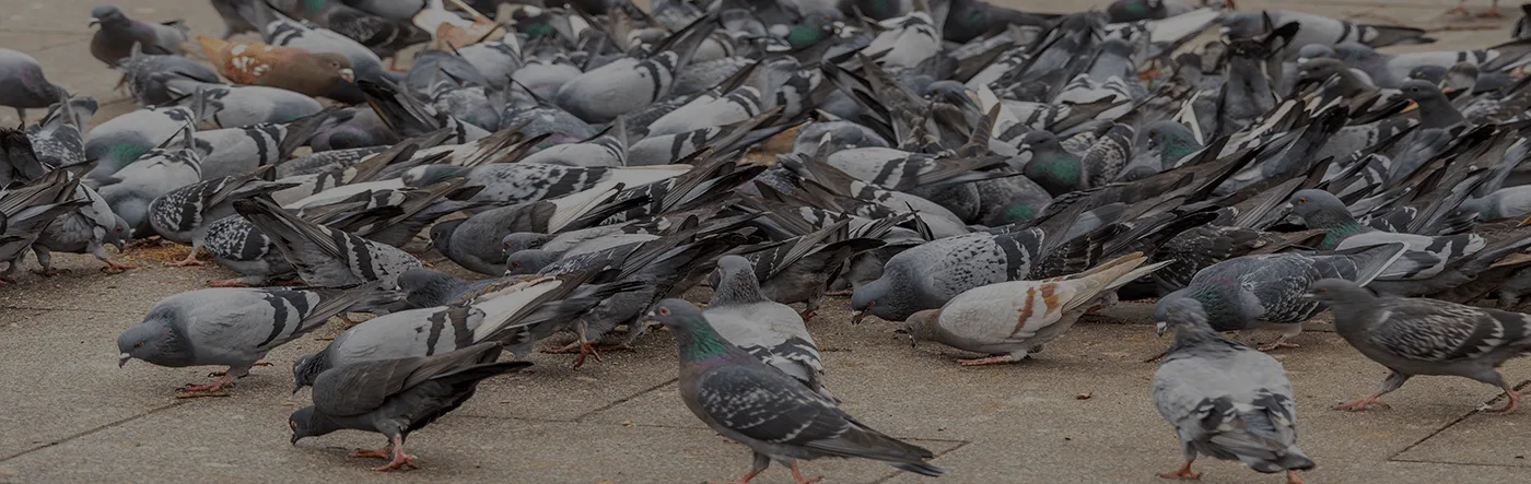 Bird Removal Services Beavercreek, OH