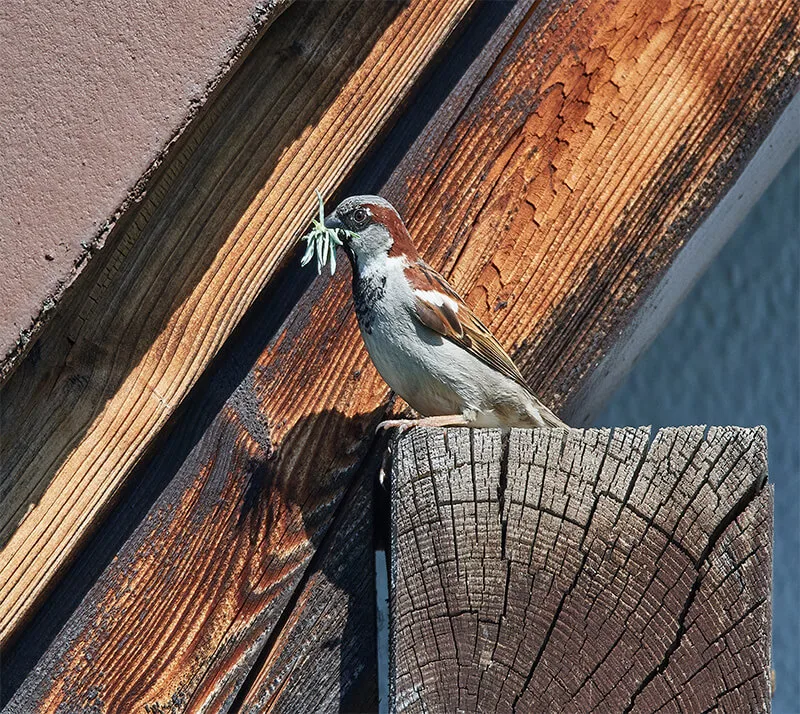 Bird Repelling Devices & Removal Services