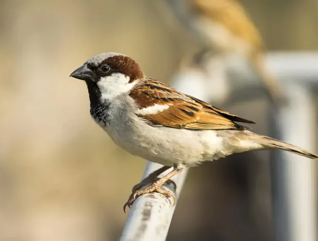 Bird in nature