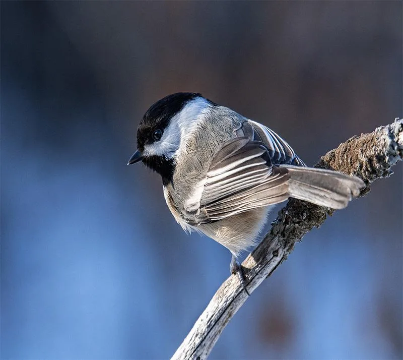 Complete Bird Removal, Prevention & Restoration Services