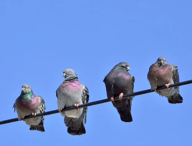 Bird Behavior