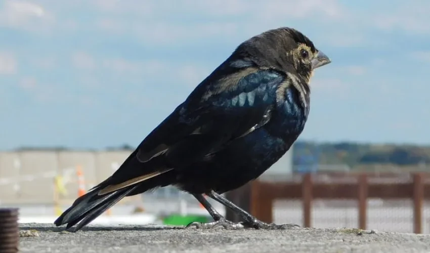 Bird Removal: Most Common Birds Found at Airports