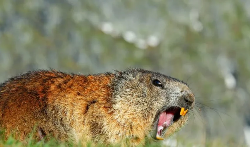 Are Groundhogs Dangerous? Animal Remover Answers