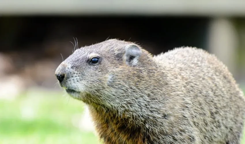 Wildlife Control: Most Common Summer Nuisance Animals