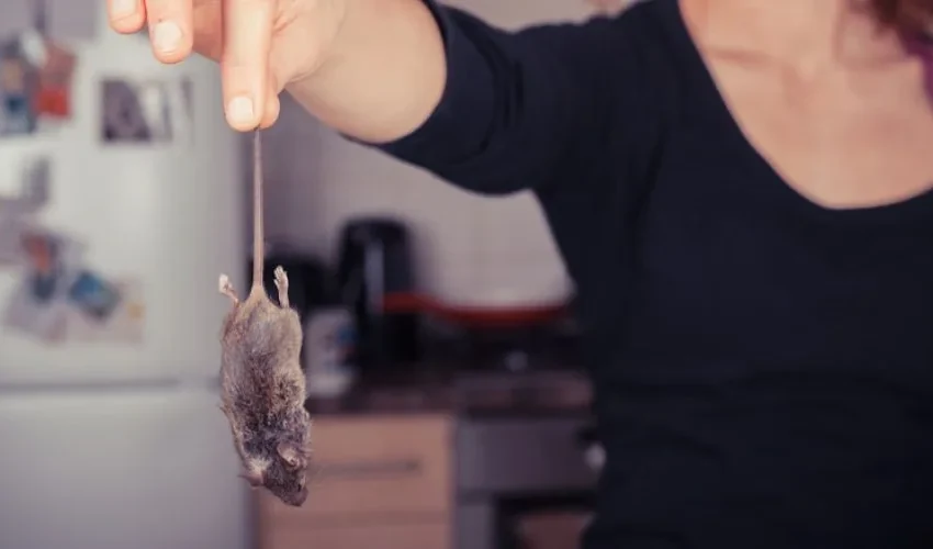 Dead Animal Removal: 2 Signs There is a Dead Animal in Your Home