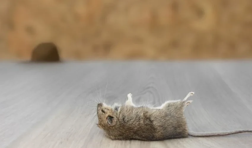Dead Animal Removal: Health Risks of Dead Animals In the Home