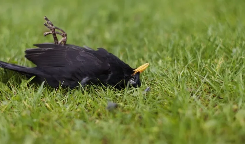 Dead Animal Removal Tips for Disposing of a Dead Bird